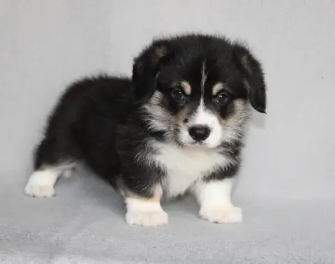 Adopter Welsh Corgi Pembroke 
                        Black S 5c495