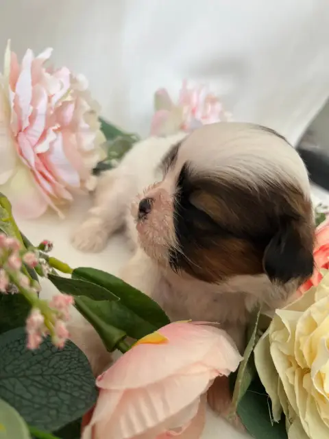 Shih Tzu  Berne Del Sole Splendente photo 2