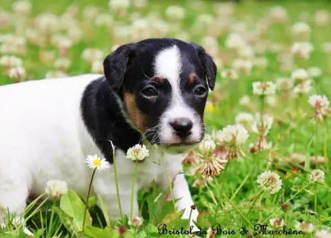 Parson Russell Terrier  Bristol Du Bois De Morchène 91fdf photo 2