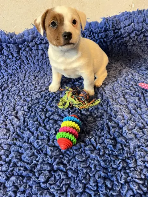 Jack Russell Terrier  Chiot N°2 La Seigneurie Du Doma 931ba