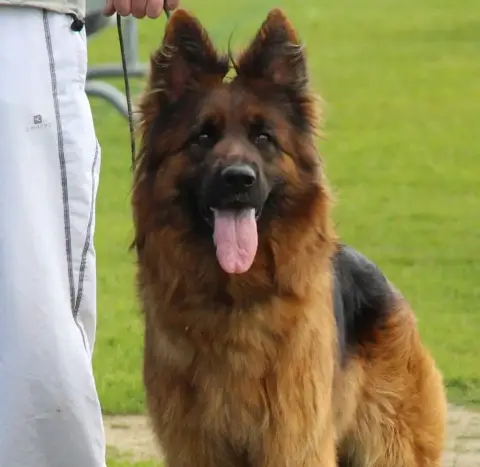 Berger Allemand Poil Long  Chiot N°3 Des Compagnons D da27e photo 3