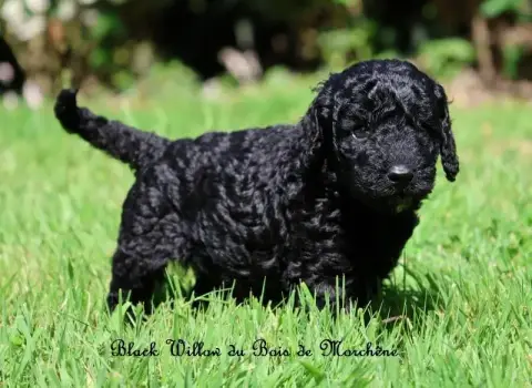 Caniche  Black Willow Du Bois De Morchène photo 3