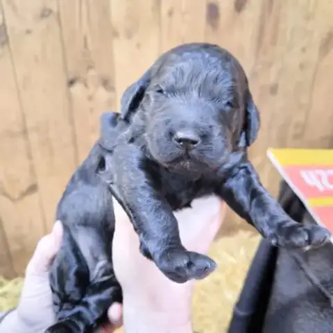 Chiots Goldendoodle Dispo Janvier 2026