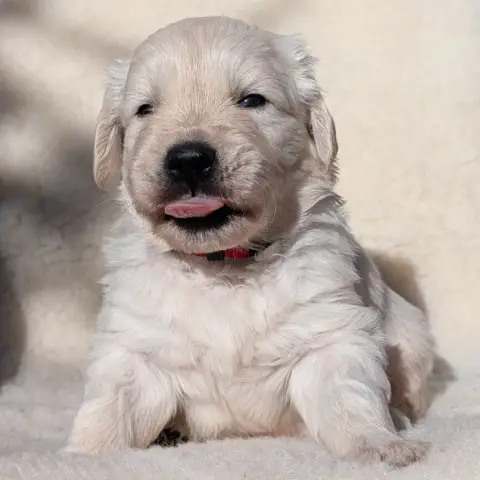 Golden Retriever  Banjo De L'Esprit D'Oural photo 2