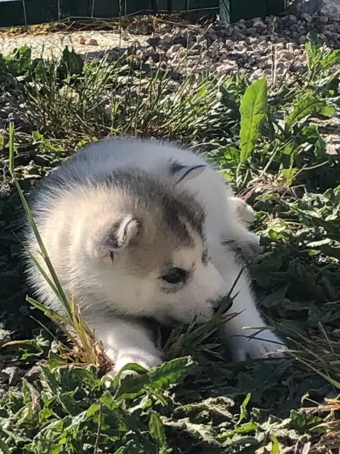 Siberian Husky  Collier Blanc Of The Southern Mountai dc376 photo 3