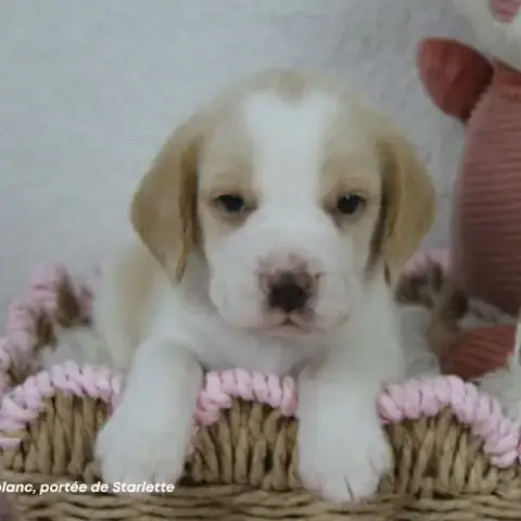 Chiot Beagle Bicolore Lof