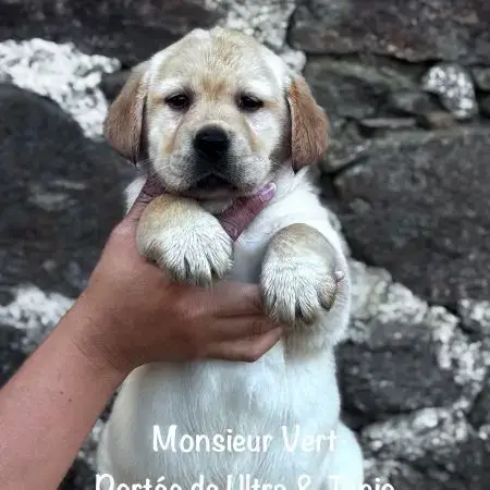 Mâle Sable Labrador Lof À Réserver, Dispo Mi Mai