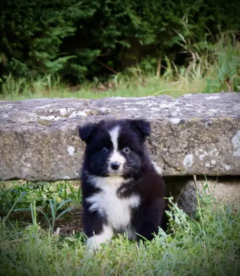 Berger Australien  Chiot N°2 Red Rock River