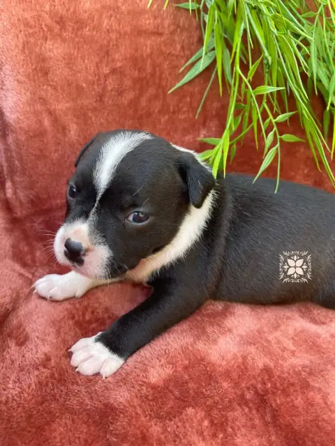 Staffordshire Bull Terrier photo 3