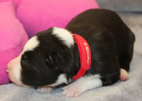 Border Collie 
                        Collier Rouge  4b0ff photo 3