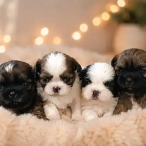 4 Magnifiques Shih Tzu Lof À Réserver