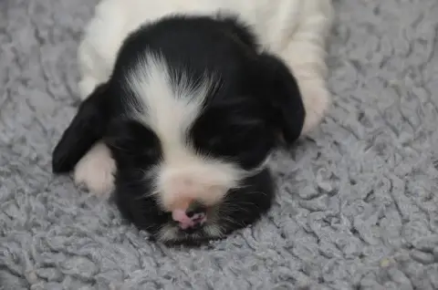 Cocker Spaniel Anglais  Chiot N°1 Noire Et Blanche De 21ff9
