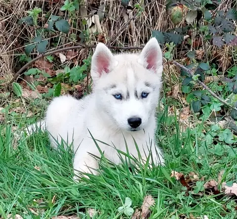Siberian Husky  Male Gris Fleur De Lys Yeux Bleus Of  eaa1c