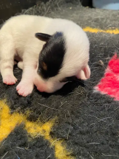 Fox Terrier Poil Lisse  Chiot 1 De La Metevinière photo 2
