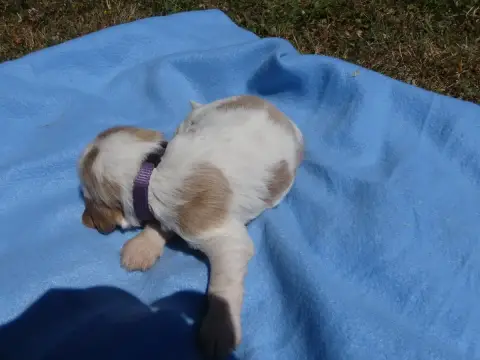 Cocker Spaniel Anglais  Prénom Libre Des Terres Des F 16067 photo 3