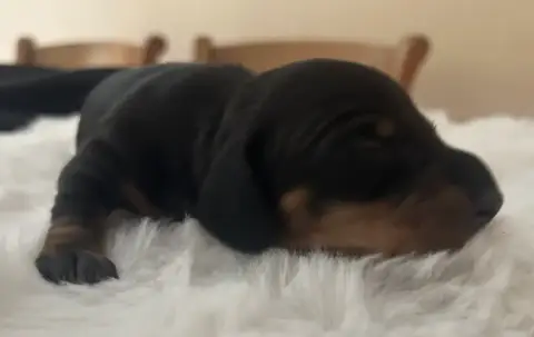 Teckel Poil Ras  N Des Stardachshund
