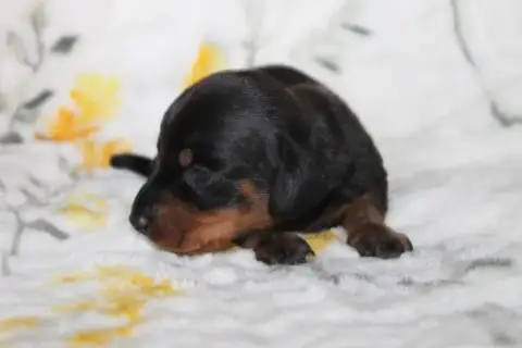 Teckel Poil Ras  Chiot Des Joyaux De La Sambre