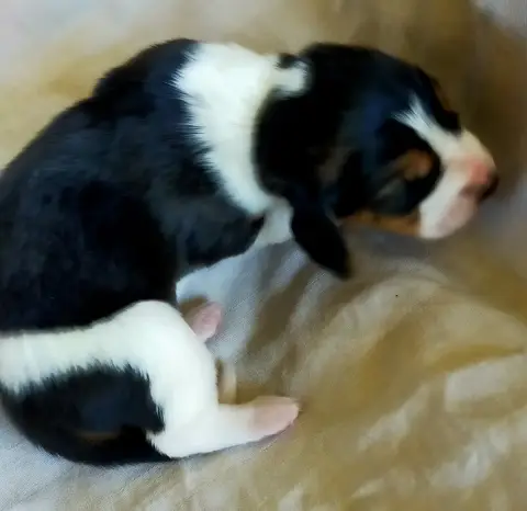 Basset Artesien Normand  Chiot N°7 Des Terres Du Doux 39c16