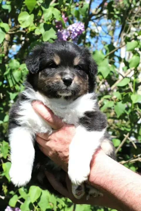 Berger Australien  Chiot N°10 De Windy'Stia photo 2