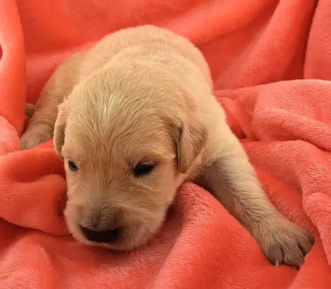 Golden Retriever  Baloo photo 2