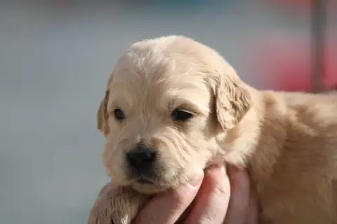 Golden Retriever  Chiot N°5 Des Romarins De Mayerling b6241 photo 2