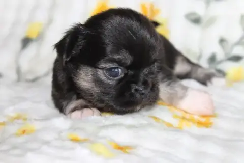 Chihuahua  Chiot N°3 Des Joyaux De La Sambre photo 3