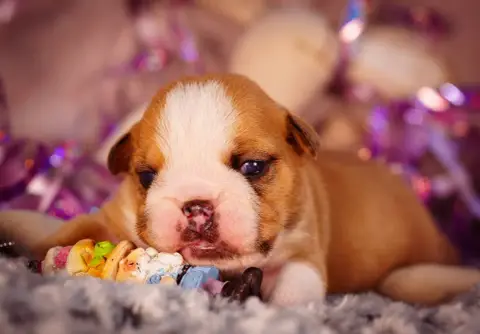 Bulldog Anglais  Born To Be Strong De La Lune Sombre 7eed2