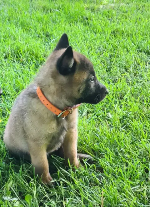 Berger Belge  Chiot 8 Du Domaine Du Pont De Loye