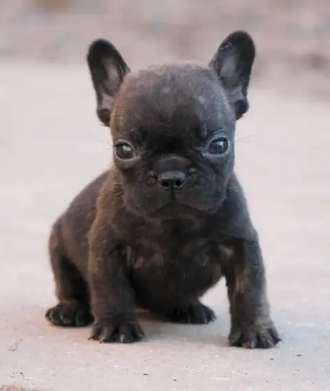 Bouledogue Français  Femelle Bringé Distinct Origins 71d65
