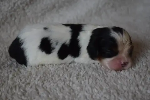 Cavalier King Charles Spaniel  B....... Du Millésime  93f39 photo 3