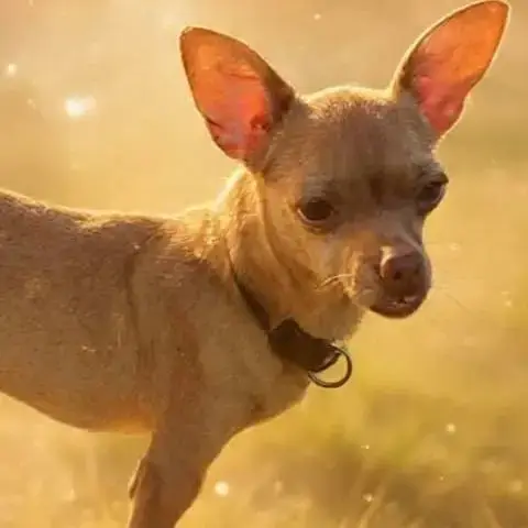Coco Est Un Gentil Pinscher