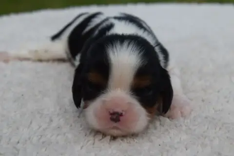 Cavalier King Charles Spaniel  B....... Du Millésime  929b0