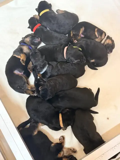 Berger Allemand  Chiot 10 Du Vent De Traverse