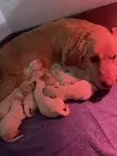 Golden Retriever  Chiot N°1
