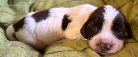 English Springer Spaniel  B.............. Des Etangs  17054