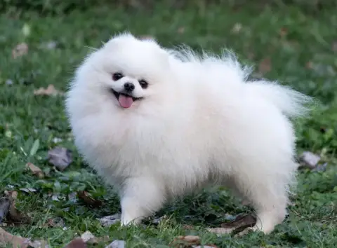 Spitz Allemand  Chiot 2 Des Flocons De Soie Dore photo 3