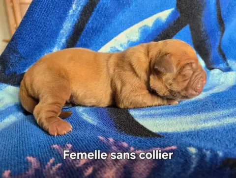 Dogue De Bordeaux  Sans Collier De L'Elite Royal Dog e7815