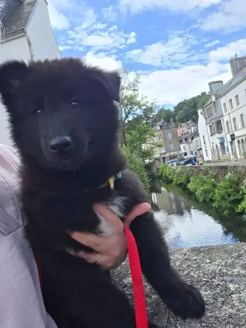 Berger Belge  Chiot 8 De La Castelouve photo 2