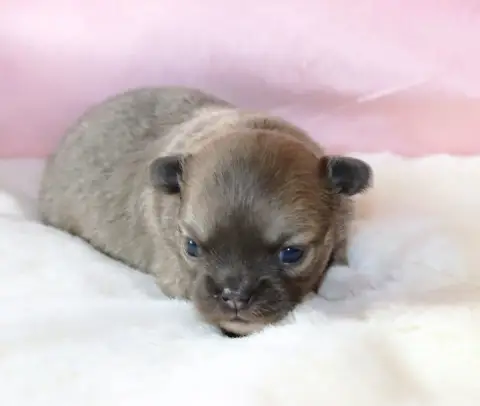 Chihuahua  Chiot 2 Sweet Little Roses photo 2