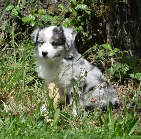 Berger Américain Miniature  Chiot N°7 photo 2