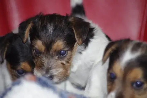 Jack Russell Terrier  Bergere A L'Ouest Des Prés De L e9fa5 photo 2