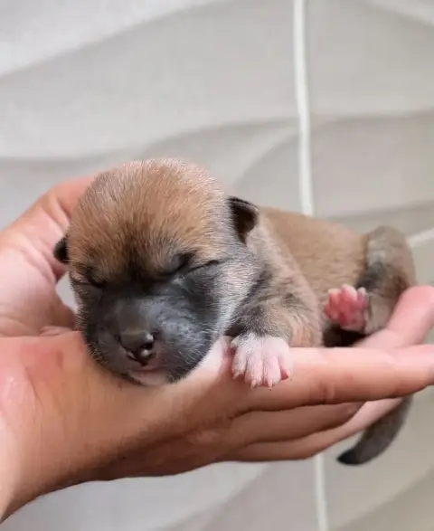 Shiba