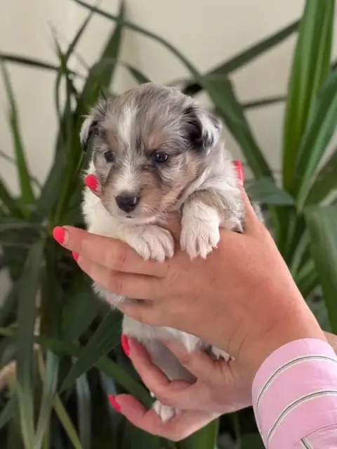 Shetland Sheepdog  Chiot N°2 photo 3