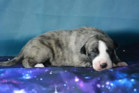 Whippet  Beren Du Coquelicot Bleu