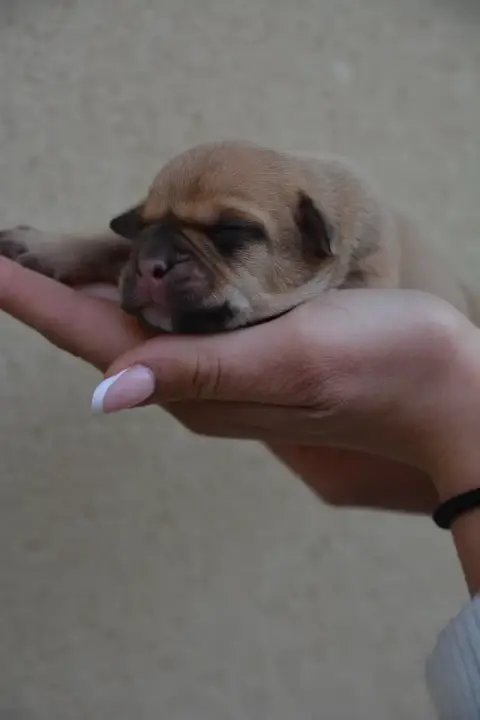 Bulldog Continental  Chiot 8 Du Haut De La Girauderie 03216