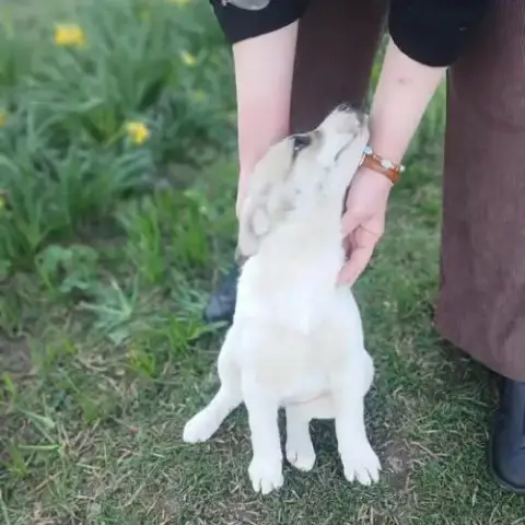 Franky Bébé Chiot À Adopter
