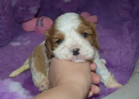 Cavalier King Charles Spaniel 
                       77aa6