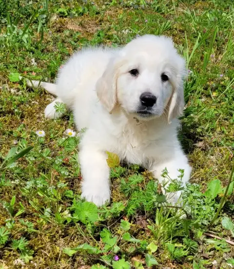 Golden Retriever  Bruce Des Marais De Courmont photo 3