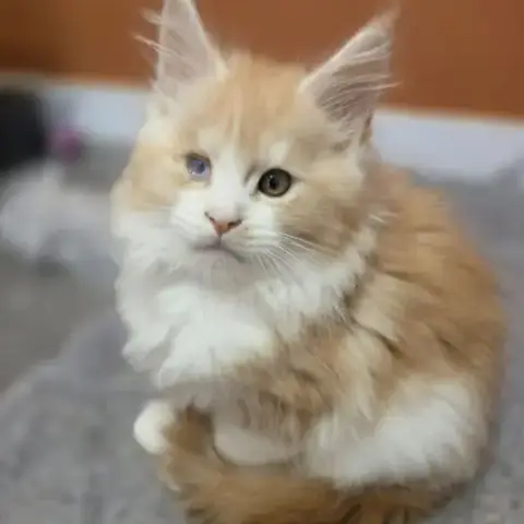 Chaton Maine Coon Loof A Réserver