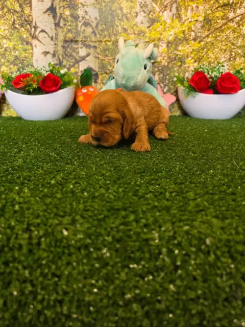 Cocker Spaniel Anglais  B........... Du Domaine De St 199d3